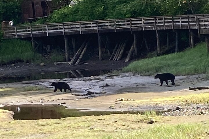 Two Black Bear